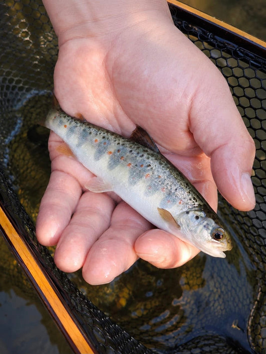 Mayfly Nymphe | MP-Baitworks
