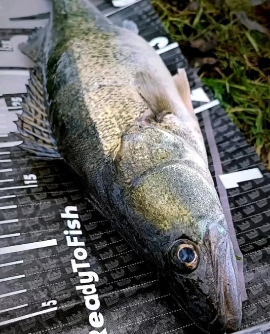 Green Viper Chartreuse UV | MP-Baitworks