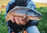 Copper Bug Nymph | MP-Baitworks