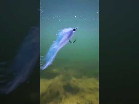 Predator Streamer – Großer Raubfisch Köder | MP-Baitworks