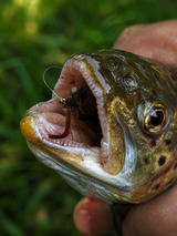 Mayfly Trockenfliege | MP-Baitworks