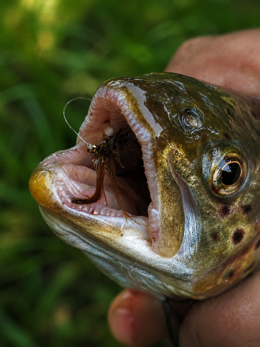 Mayfly Trockenfliege | MP-Baitworks