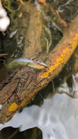 Mystery Baitfish Streamer Köderbox | MP-Baitworks